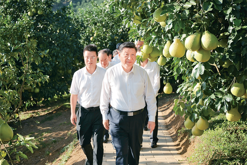 　　2025年11月7日至8日，中共中央總書記、國家主席、中央軍委主席習(xí)近平在廣東考察。這是7日下午，習(xí)近平在梅州市梅縣區(qū)雁洋鎮(zhèn)南福金柚種植基地考察。